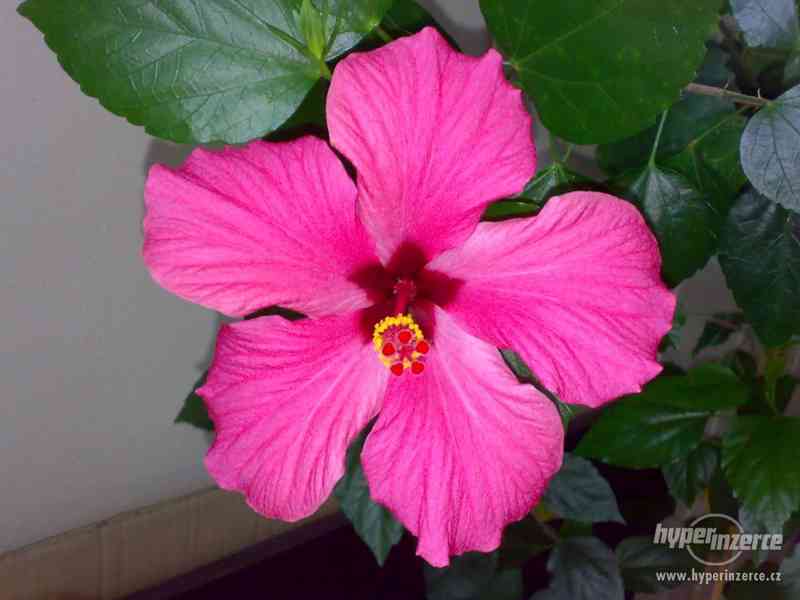 Ibišek pokojový, růžové jednoduché květy - foto 2