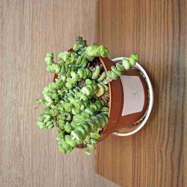 Crassula Marnieriana - foto 4