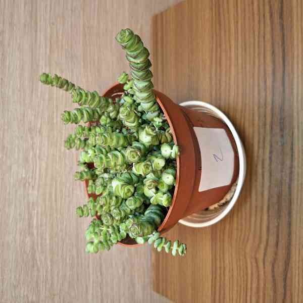 Crassula Marnieriana - foto 3