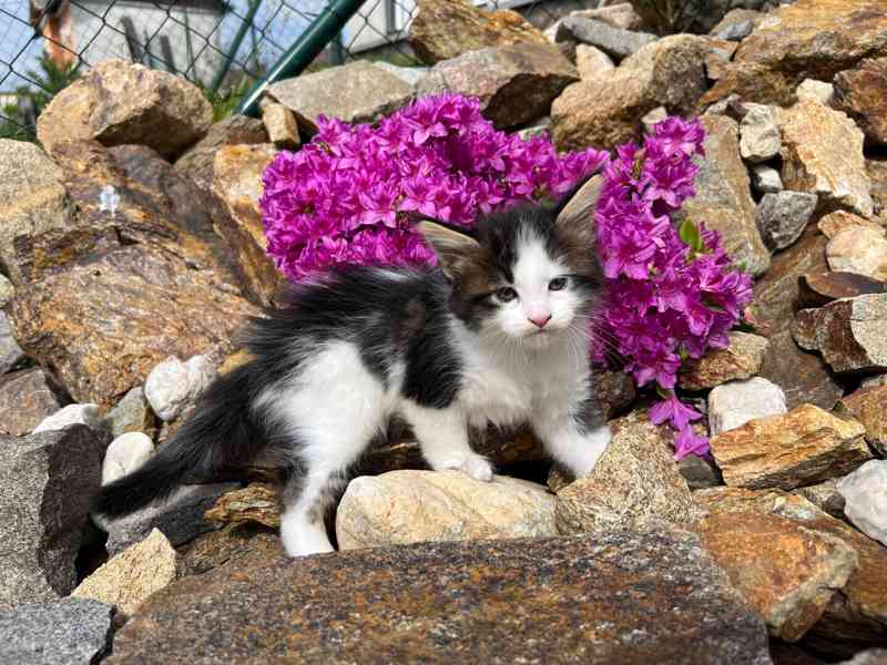 Mainská mývalí koťátka – mazliví parťáci  - foto 3