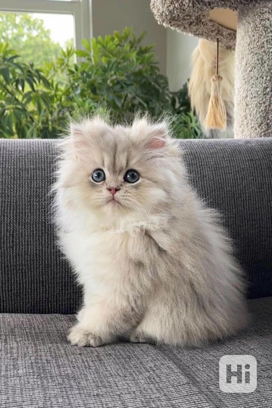 Roztomilá perská koťátka aktuálně k dispozici - foto 1