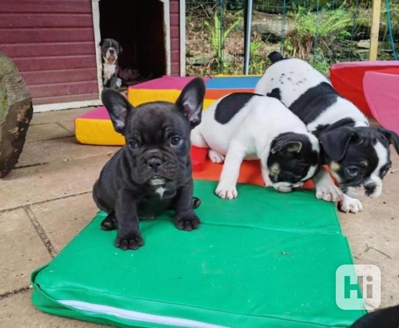 štěňata francouzského buldočka - foto 1