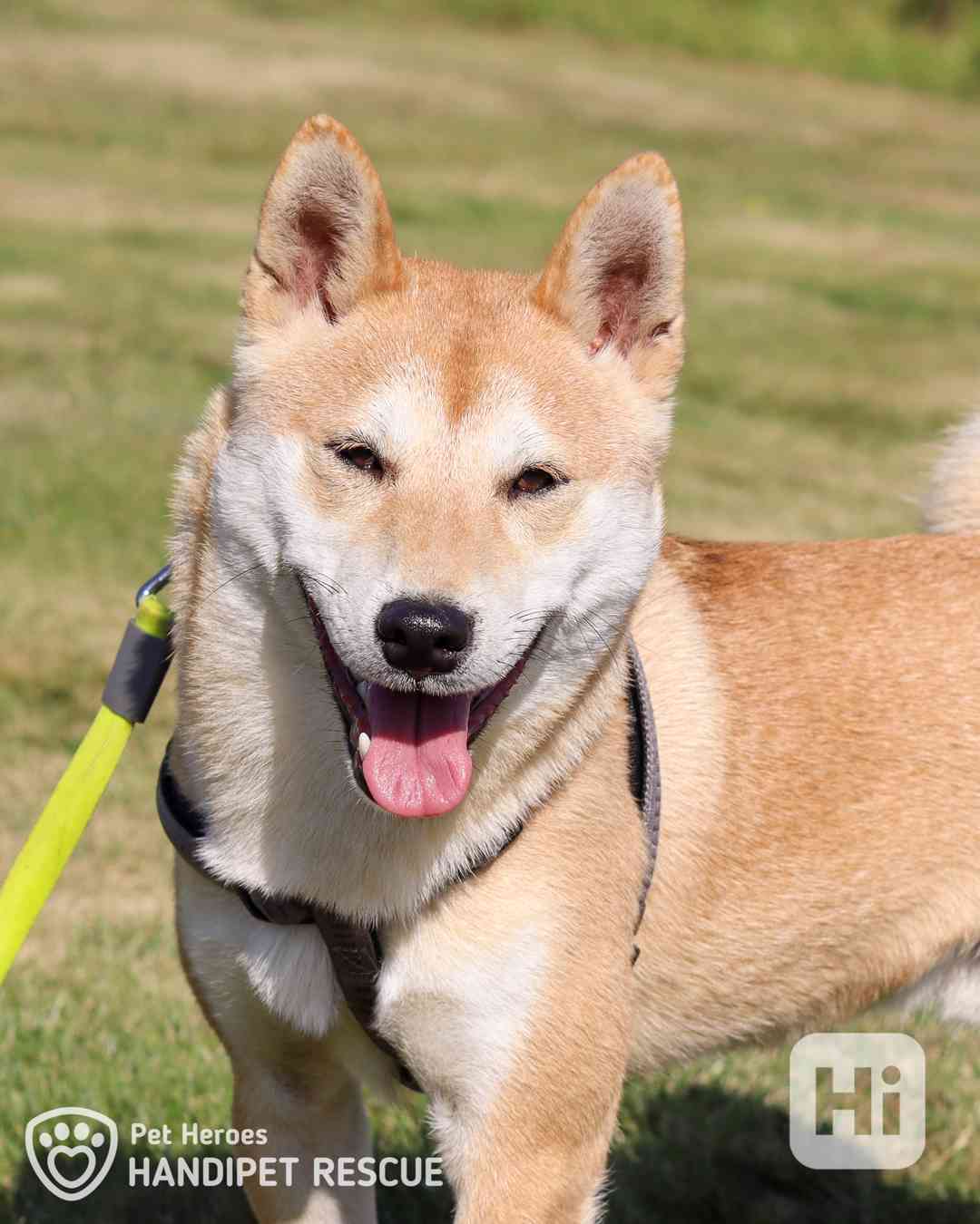 Tanjiro ❤ bojácný Shiba-Inu ❤ - foto 1