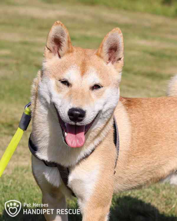 Tanjiro ❤ bojácný Shiba-Inu ❤ - foto 1