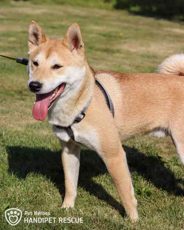 Tanjiro ❤ bojácný Shiba-Inu ❤ - foto 6