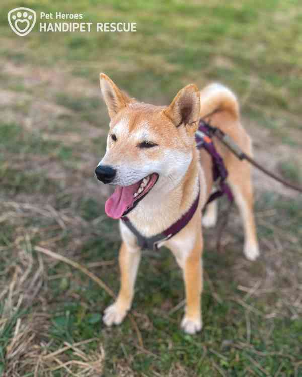 Tanjiro ❤ bojácný Shiba-Inu ❤ - foto 3