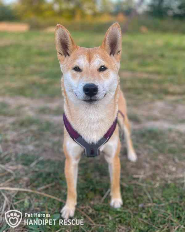 Tanjiro ❤ bojácný Shiba-Inu ❤ - foto 4