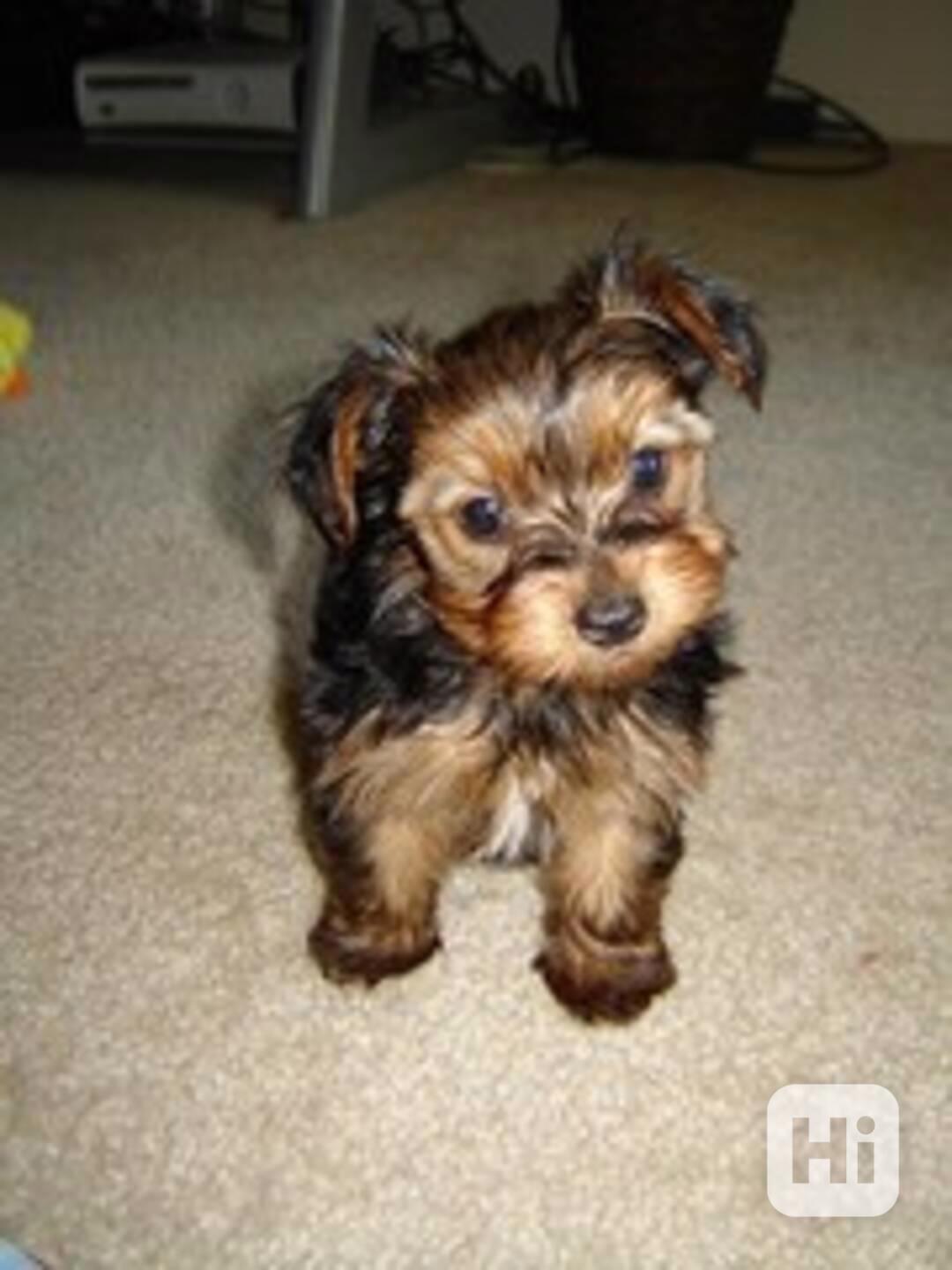 puppy - foto 1