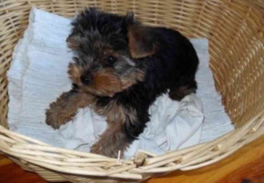 puppy - foto 2