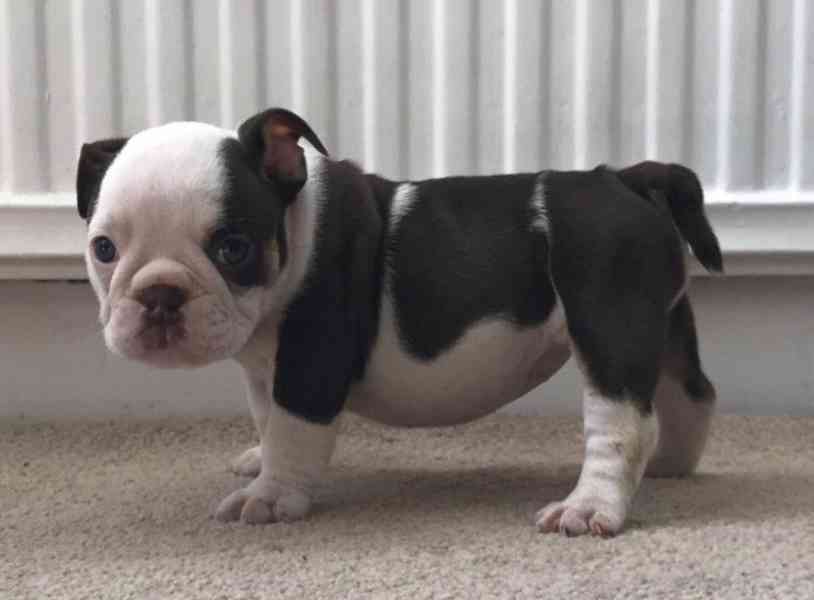 štěňata anglického buldoka k adopci