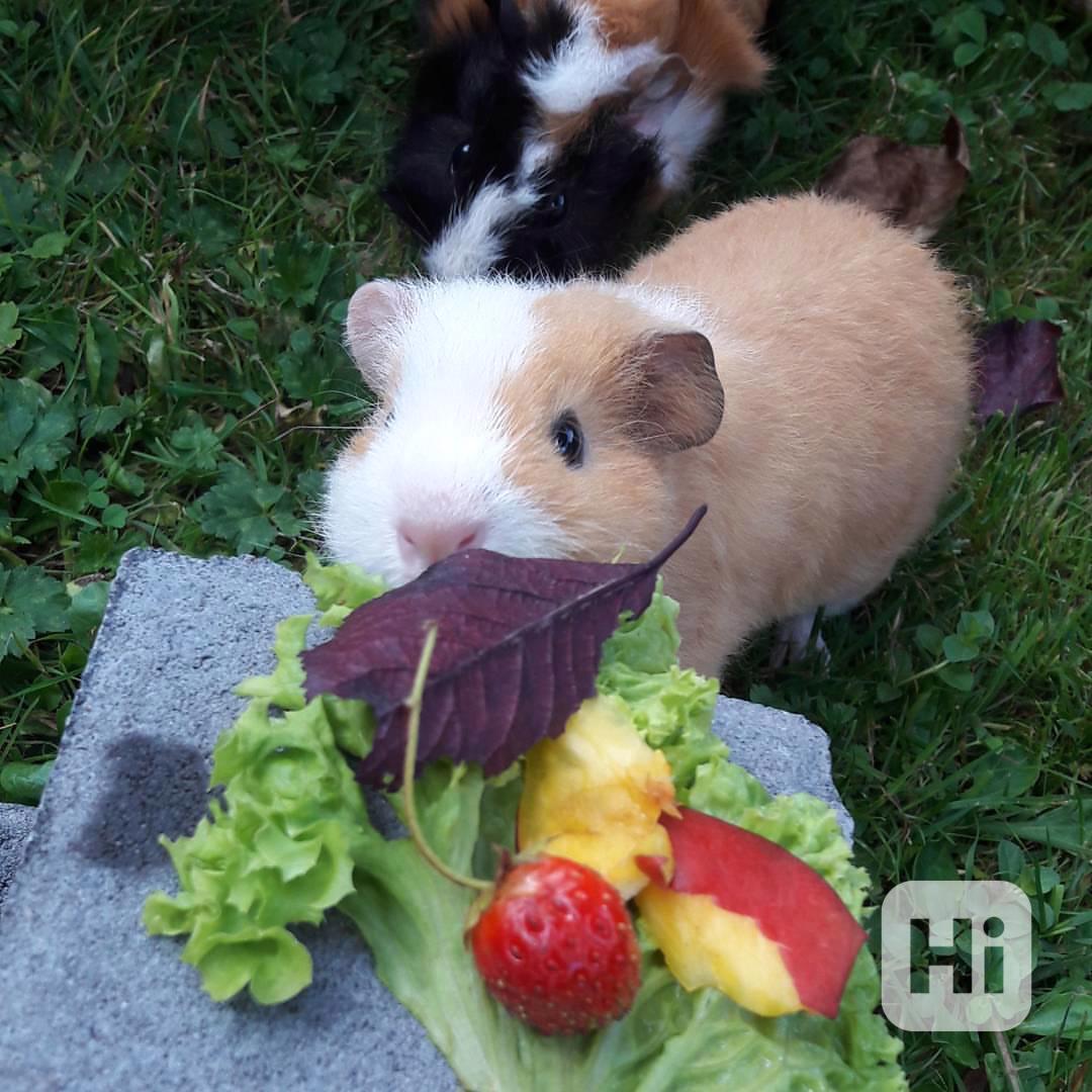 K prodeji jsou zdravá morčata - foto 1