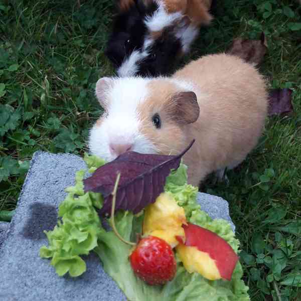 K prodeji jsou zdravá morčata