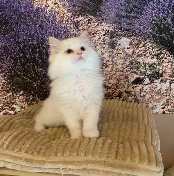 Ragdoll koťátka s PP - foto 1