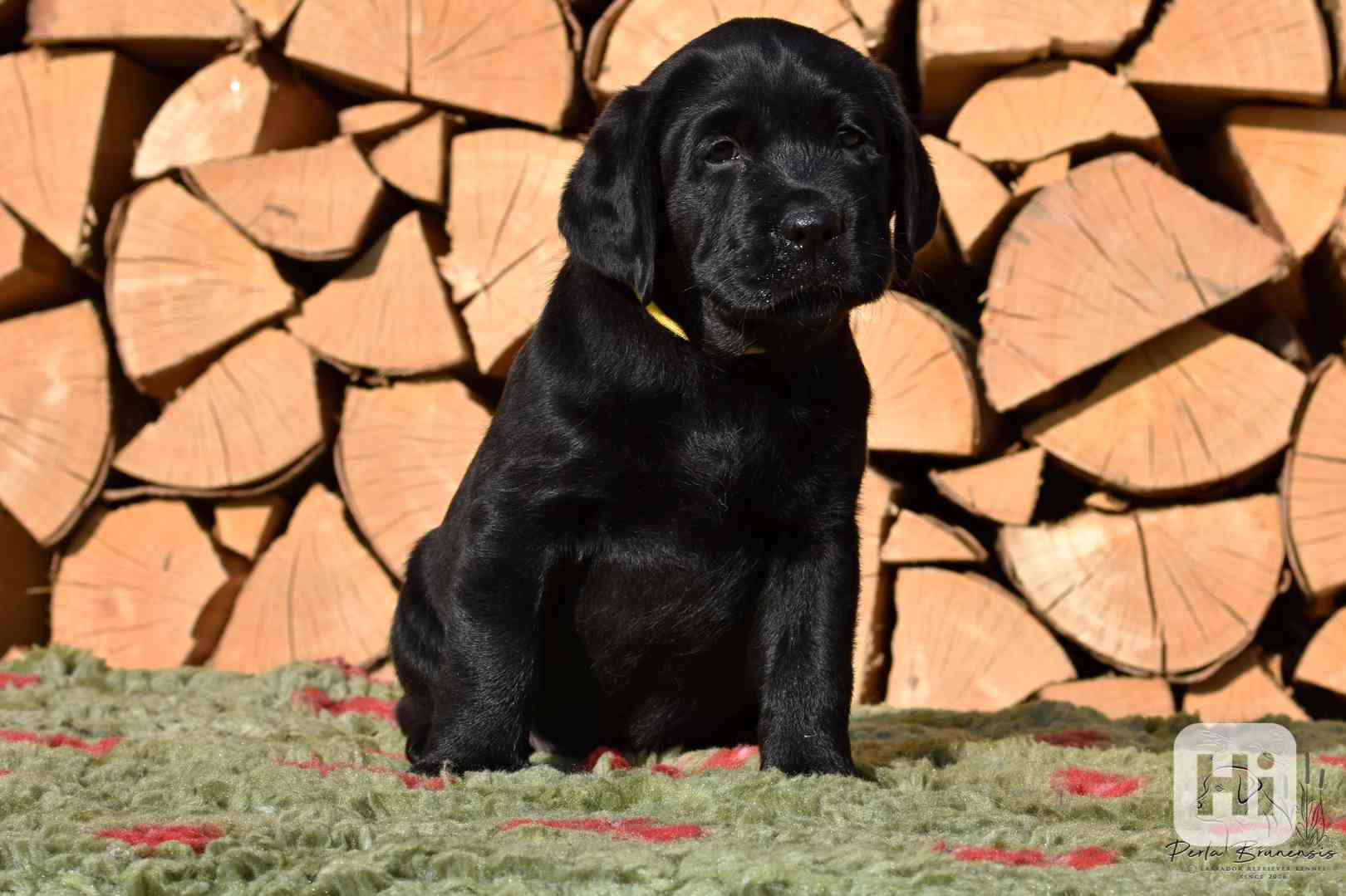 Štěňátka Labradora-Labrador retrievera s PP  - foto 1