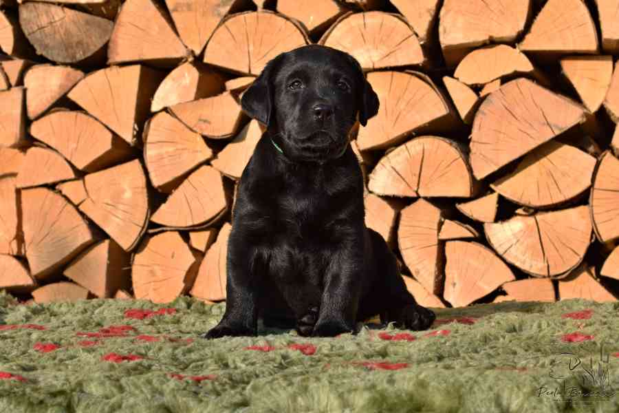 Štěňátka Labradora-Labrador retrievera s PP  - foto 5