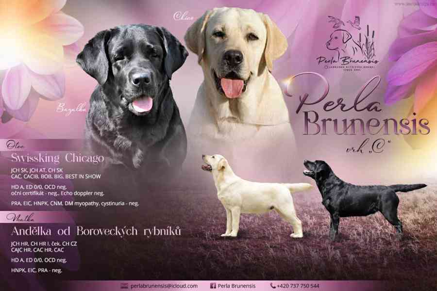 Štěňátka Labradora-Labrador retrievera s PP  - foto 9