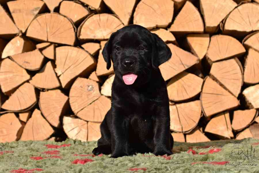Štěňátka Labradora-Labrador retrievera s PP  - foto 3