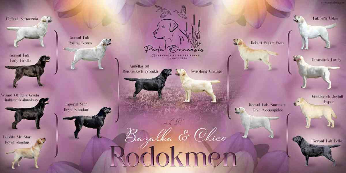 Štěňátka Labradora-Labrador retrievera s PP  - foto 8