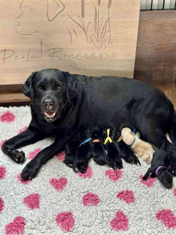 Štěňátka Labradora-Labrador retrievera s PP  - foto 7
