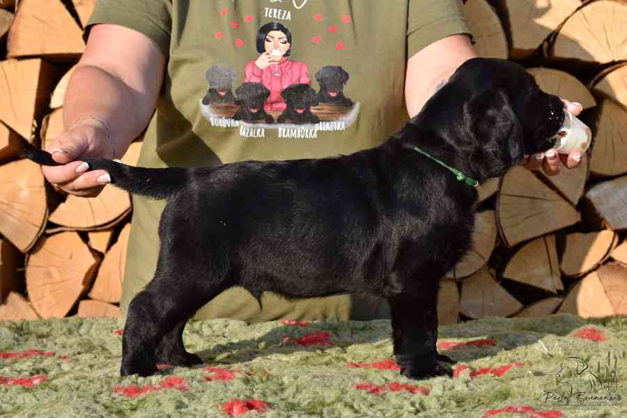 Štěňátka Labradora-Labrador retrievera s PP  - foto 6