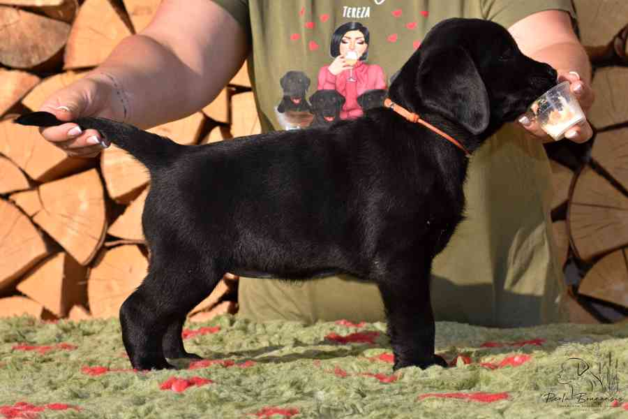 Štěňátka Labradora-Labrador retrievera s PP  - foto 4
