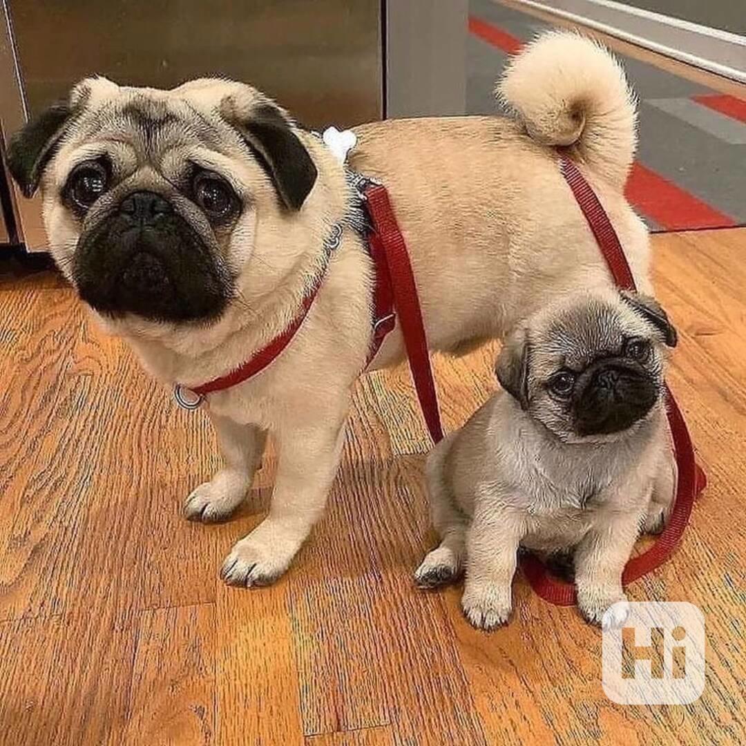 Mopsí štěňata k dispozici - foto 1