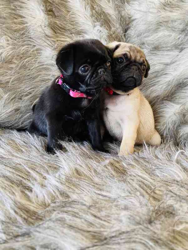 Mopsí štěňata k dispozici - foto 2