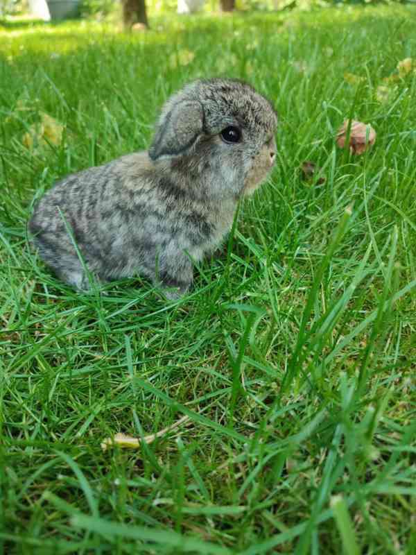 Zakrslý králíček beránek - foto 1