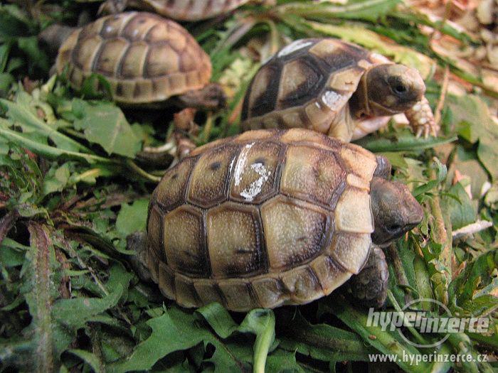 Suchozemská želva - super dárek nejen pro děti - foto 4