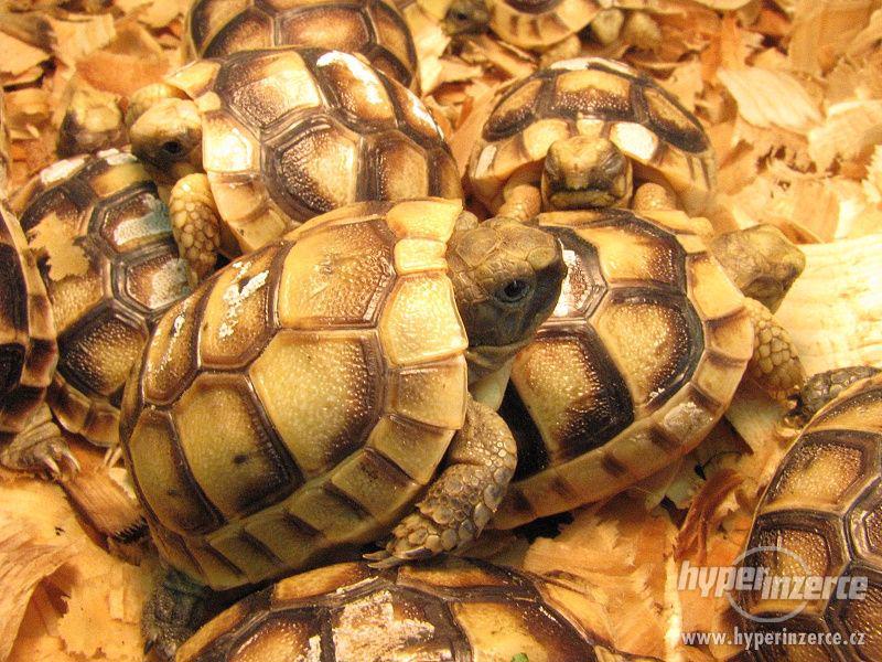 Suchozemská želva - super dárek nejen pro děti - foto 5