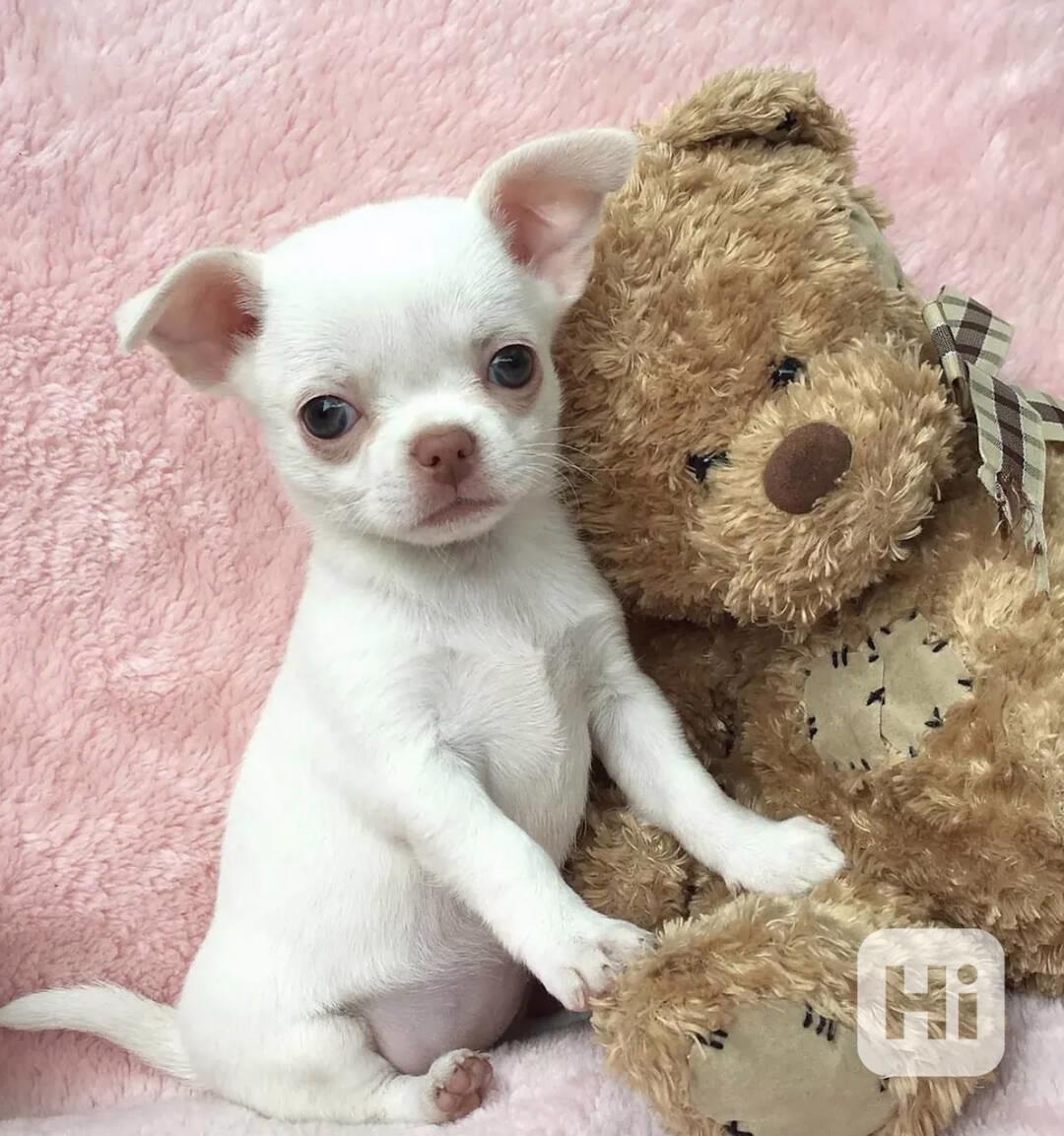  Štěňata čivav – malá, hravá a plná lásky - foto 1