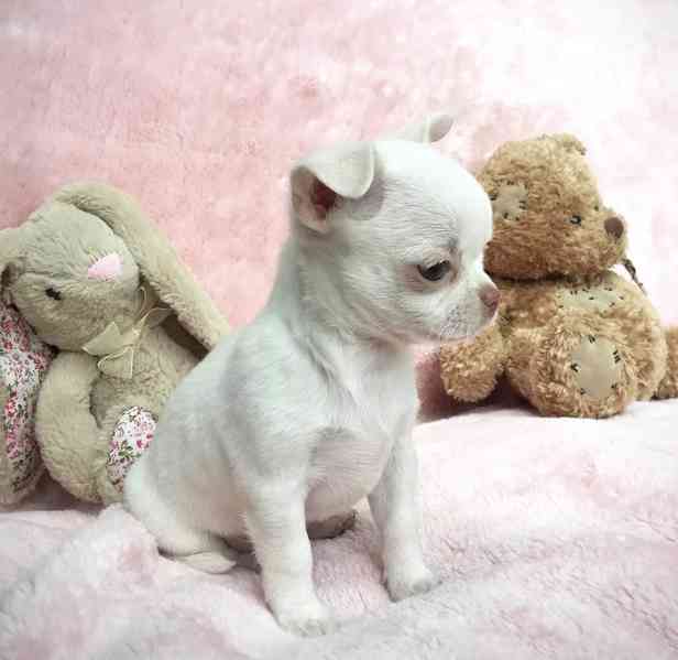  Štěňata čivav – malá, hravá a plná lásky - foto 2