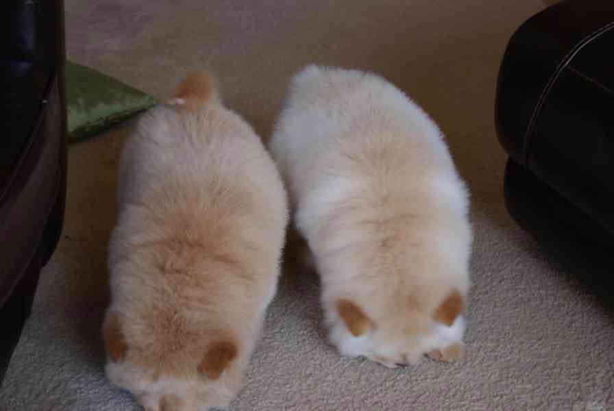 štěňátka čau čau k adopci - foto 1