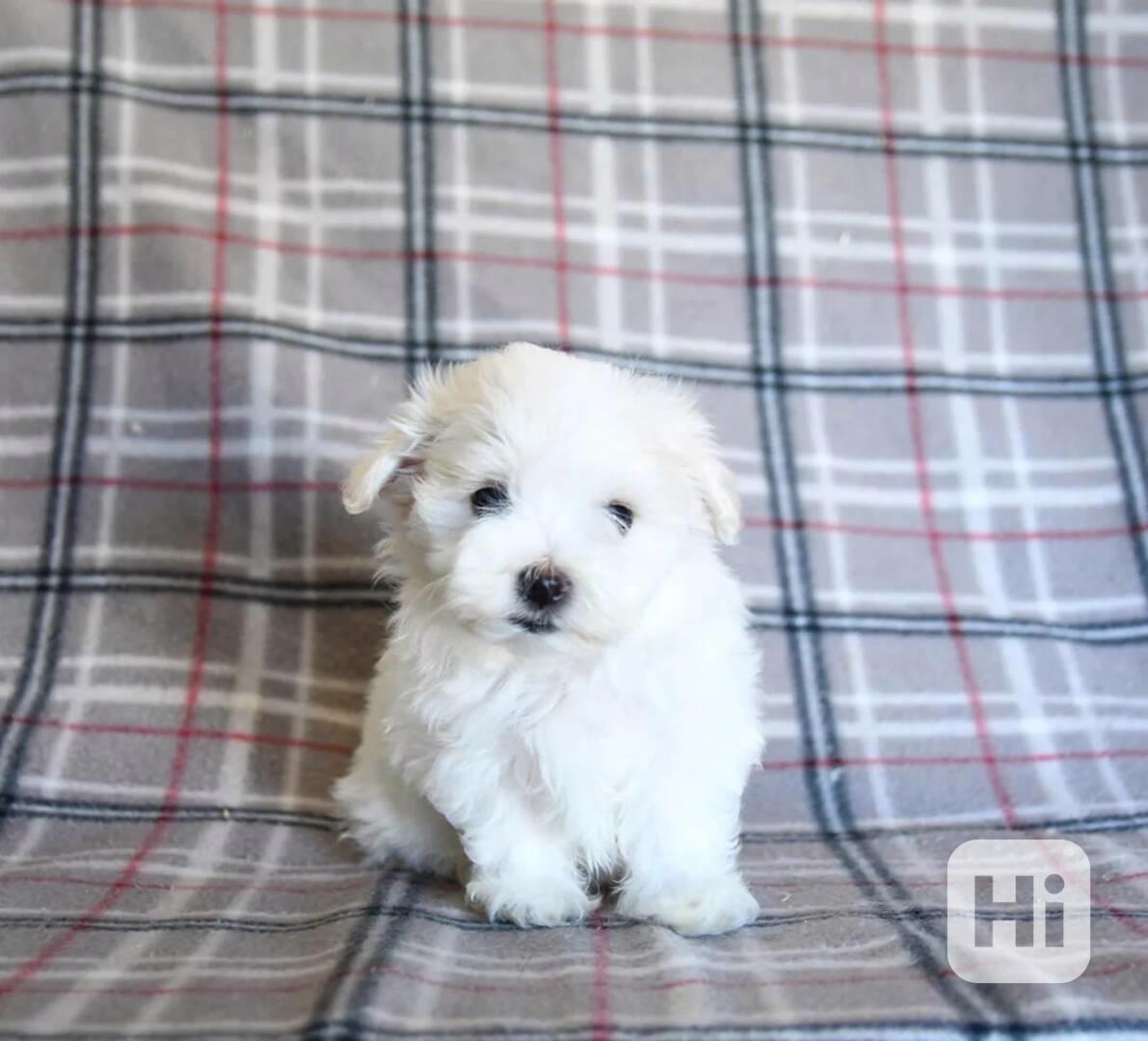 krásná maltézská štěňátka - foto 1