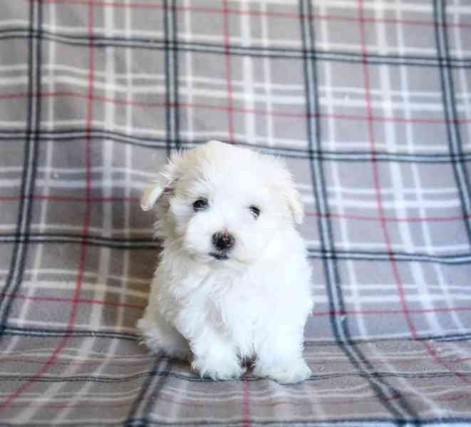 krásná maltézská štěňátka - foto 3