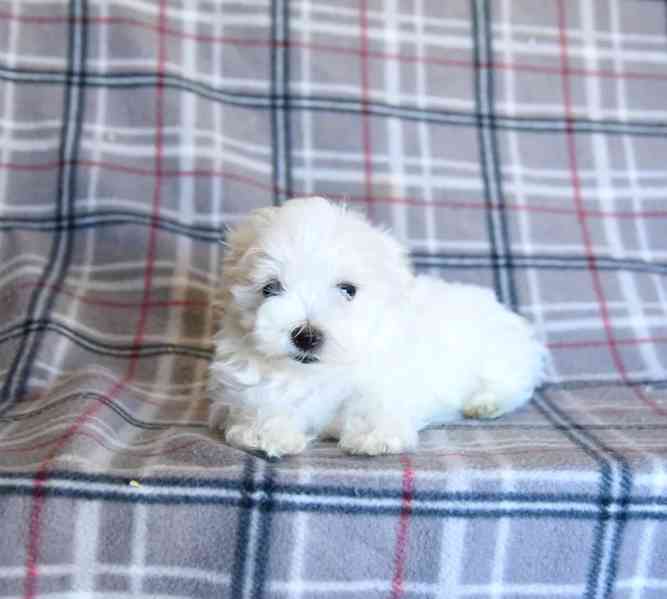 krásná maltézská štěňátka - foto 2