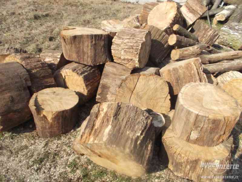Palivové dřevo rizikové kácení prořez Teplice - foto 1