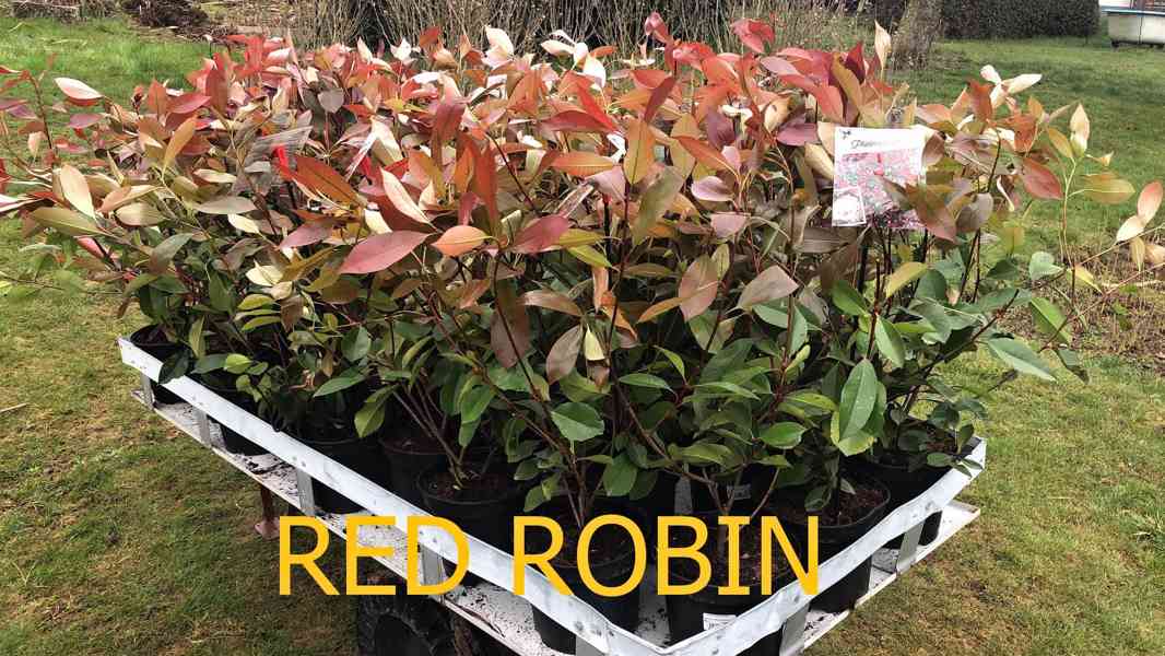 Blýskavky - Photinia fraserova - Red Robin 30-70 cm sazenice - foto 2