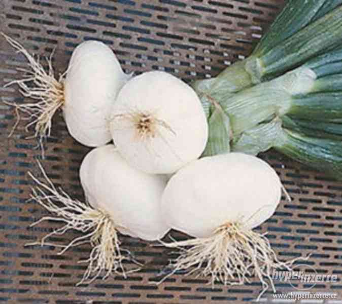 Cibule Aprilatica San Michele - semena - foto 1