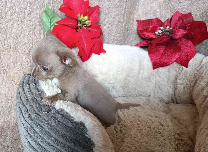 Čivava - prodám štěňátka bez pp - foto 2