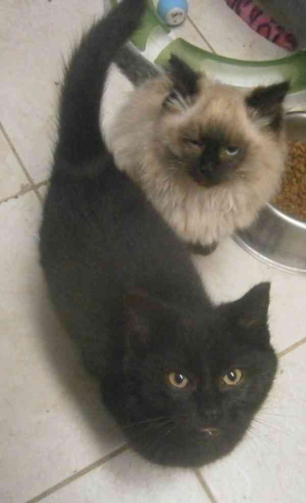 Černý hodný medvídek 3měsíční Míša hledá domov. - foto 5