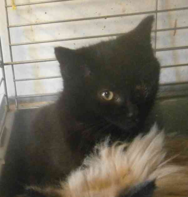 Černý hodný medvídek 3měsíční Míša hledá domov. - foto 3