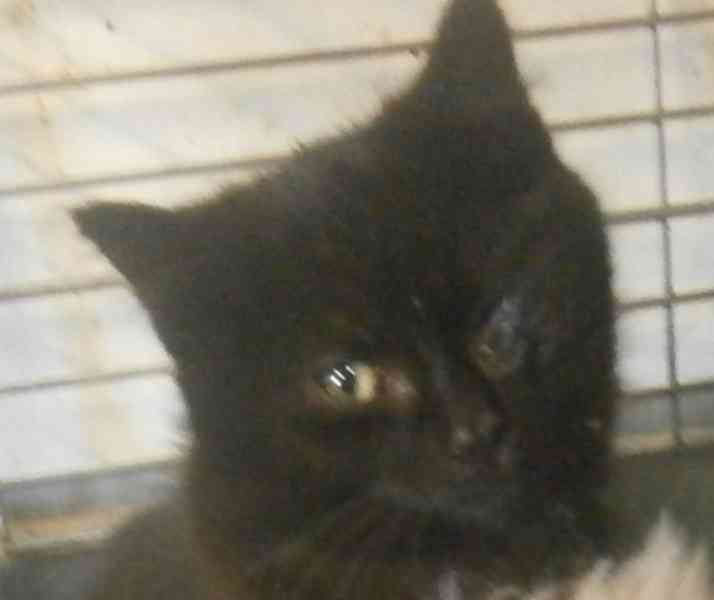 Černý hodný medvídek 3měsíční Míša hledá domov. - foto 4