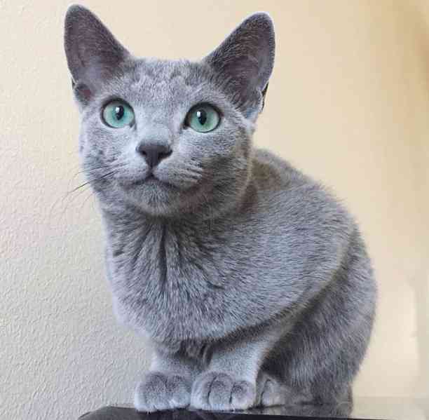 Ruské modré kotě - foto 1