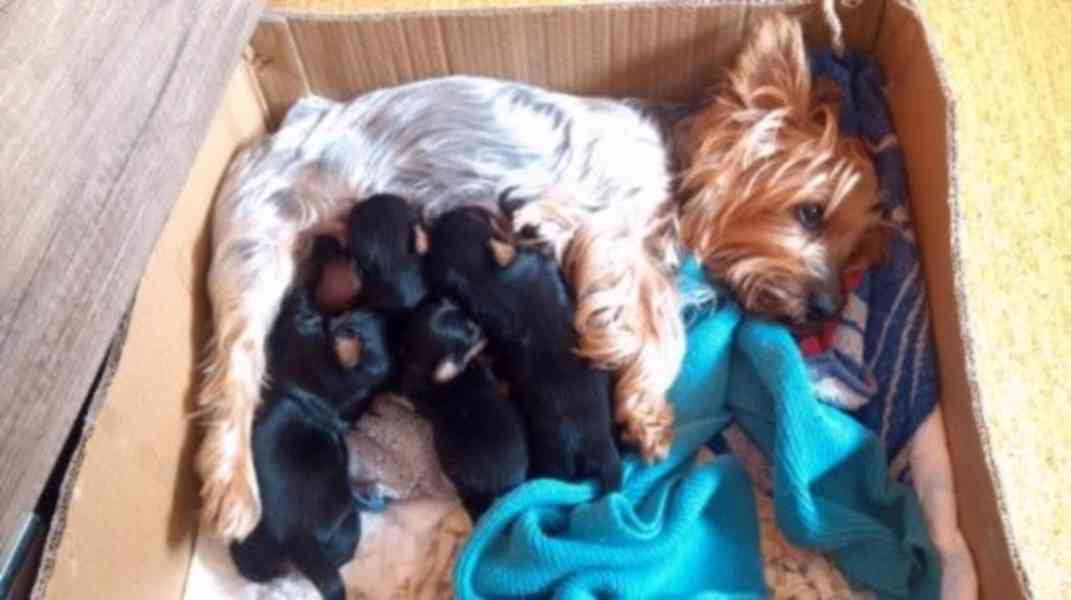 Jorkšírský teriér, Biewer yorkšírský teriér krytí,připuštění - foto 21