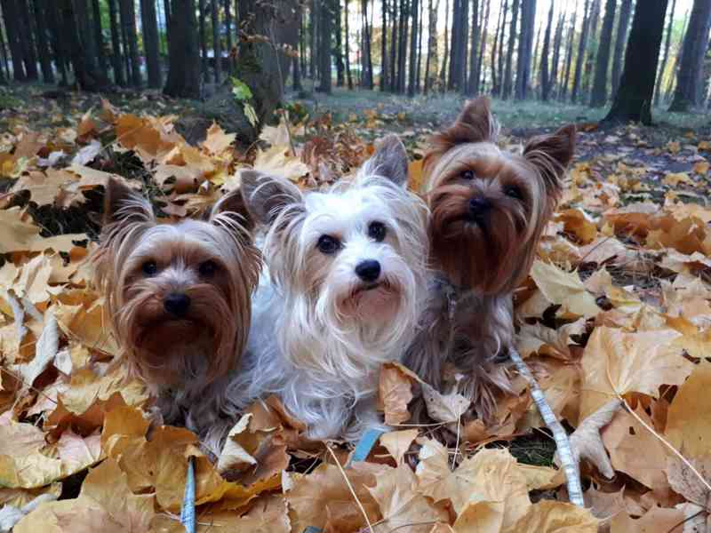 Jorkšírský teriér, Biewer yorkšírský teriér krytí,připuštění - foto 2