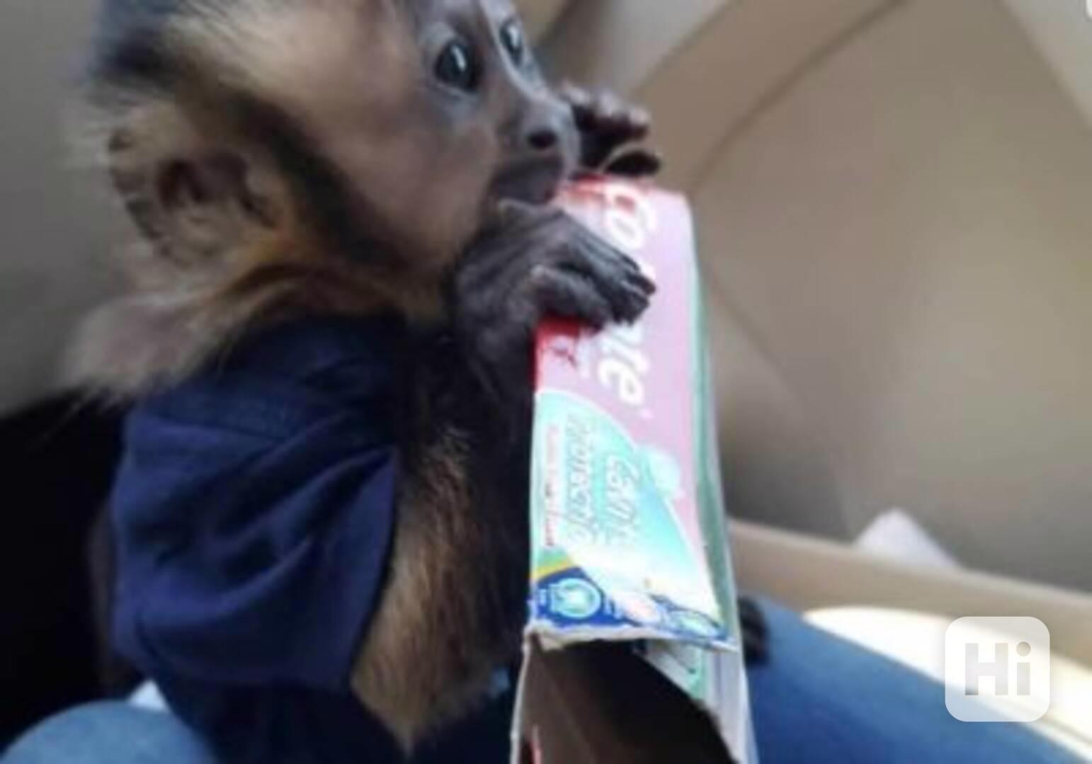 Roztomilé kapucínské opice k dispozici - foto 1