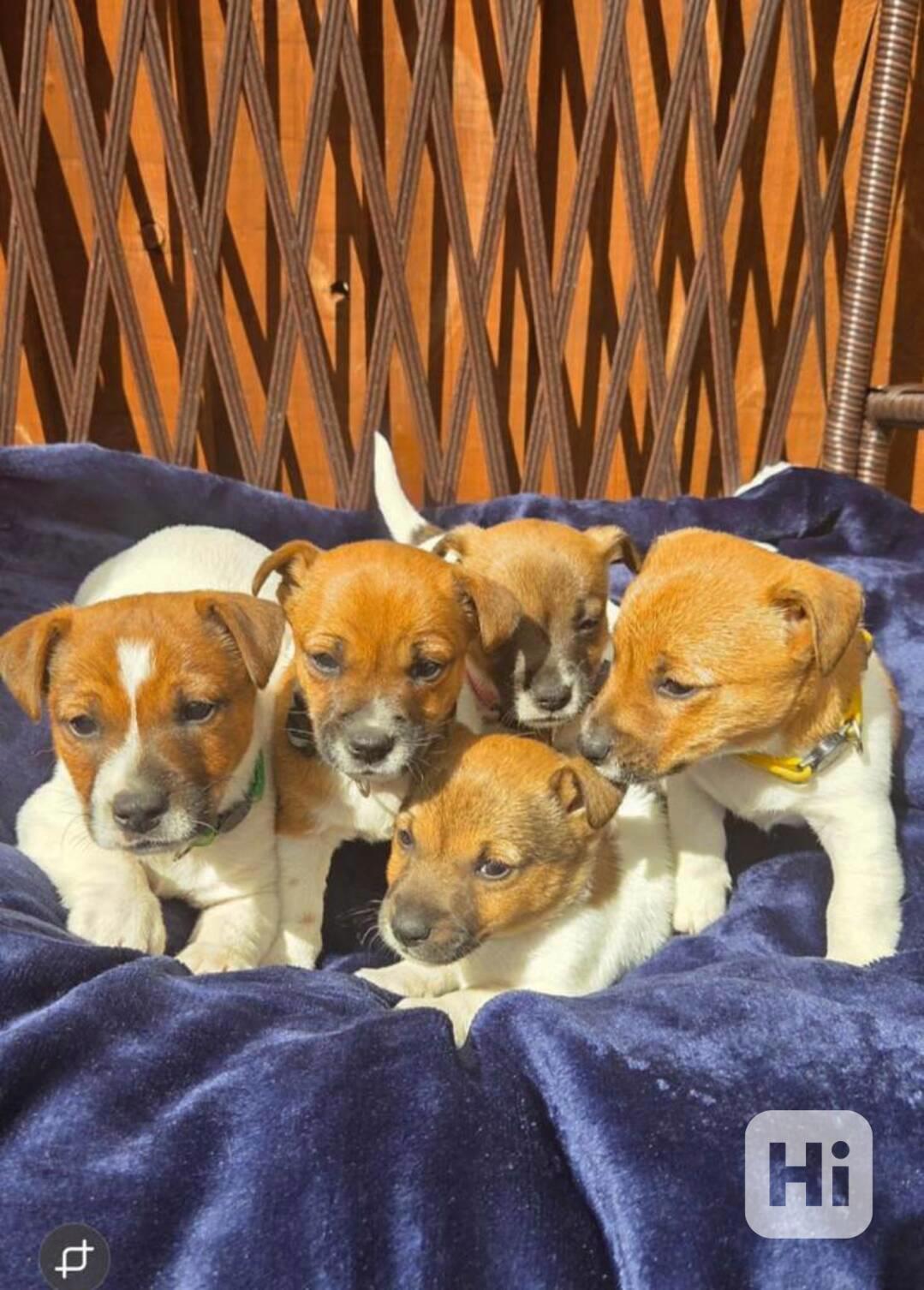 Jack Russell teriér - foto 1