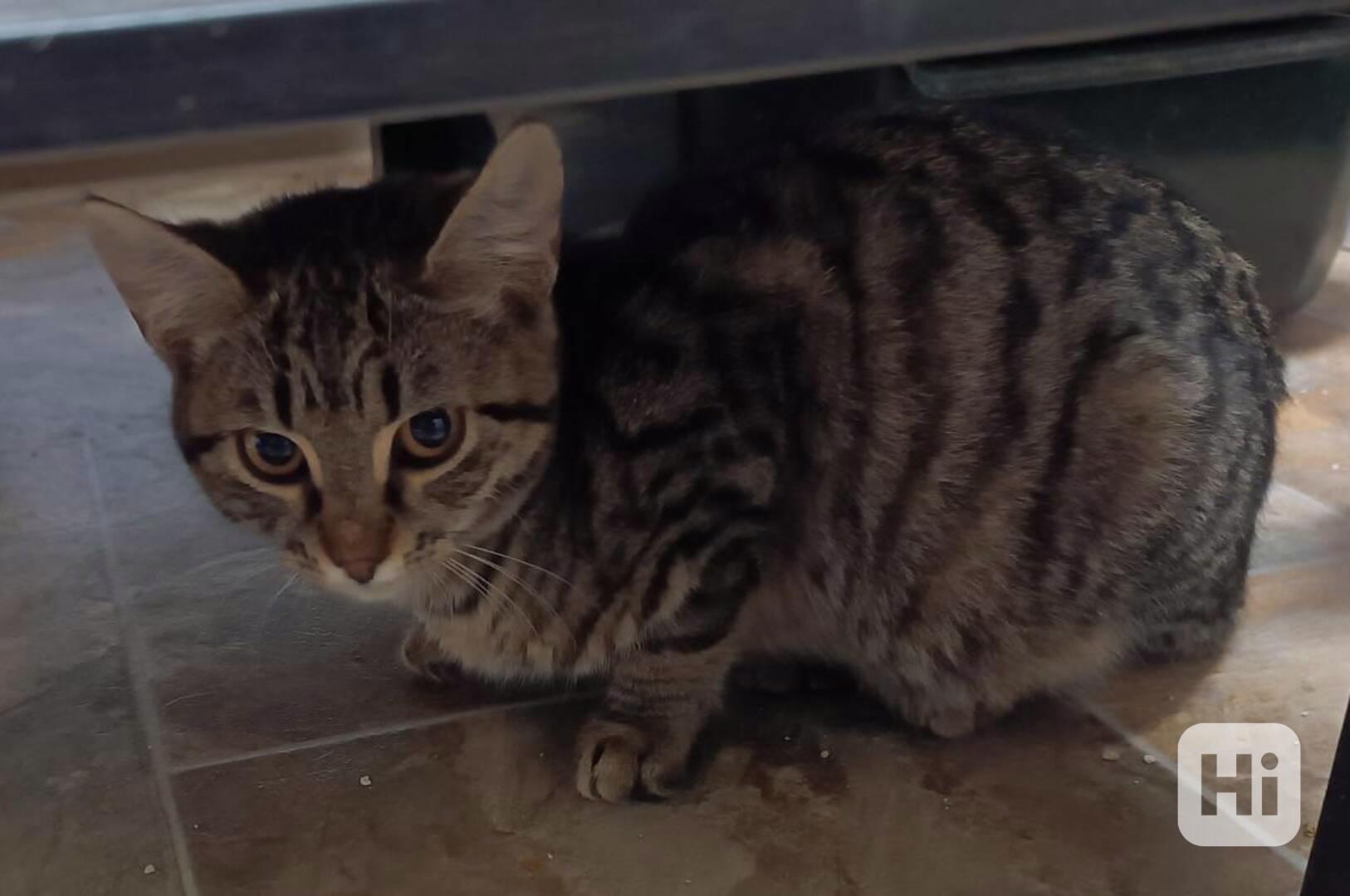 Asi 6měsíční mourovaná Lištička by ráda našla stálý domov. - foto 1