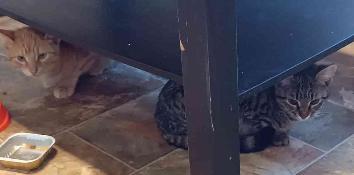 Asi 6měsíční mourovaná Lištička by ráda našla stálý domov. - foto 7